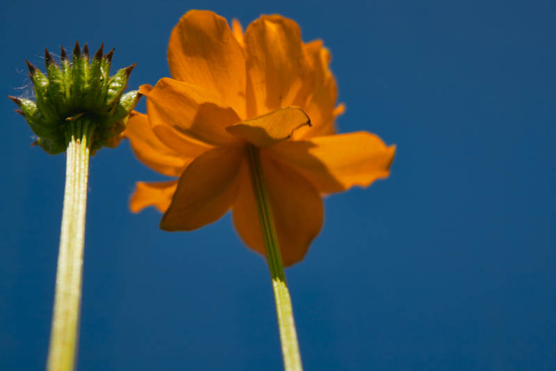 中国河北省张家口沽源县天鹅湖景区湿地金莲花