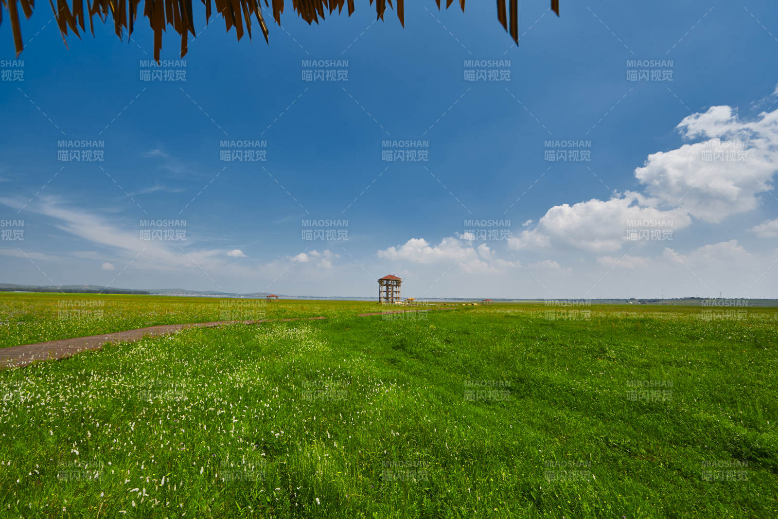 中国河北省张家口沽源县天鹅湖景区湿地花海