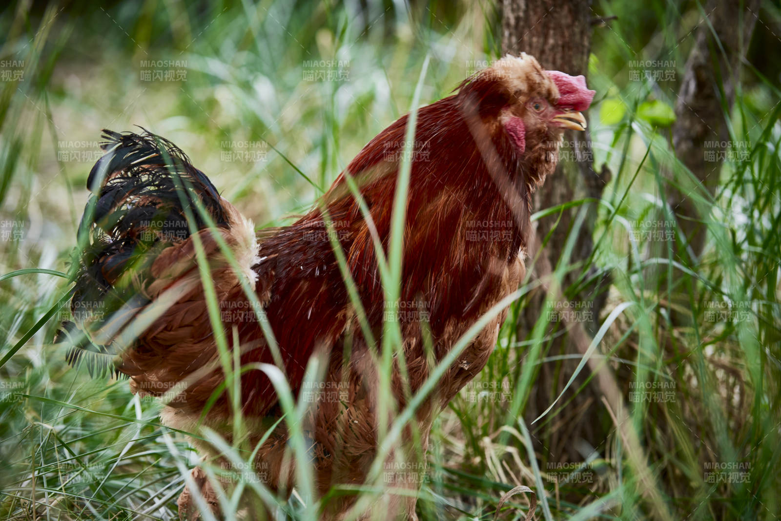 散养状态下散步在草地上的健康北京油鸡