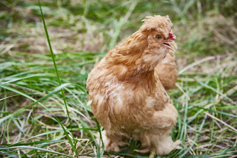 散养状态下散步在草地上的健康北京油鸡
