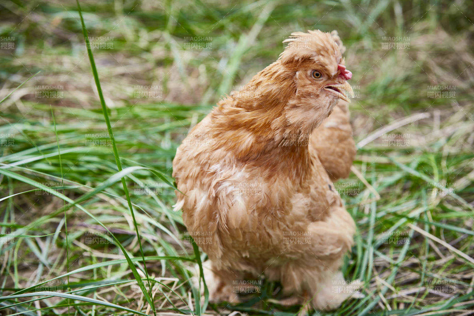 散养状态下散步在草地上的健康北京油鸡