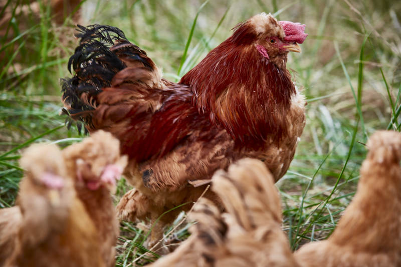 散养状态下散步在草地上的健康北京油鸡