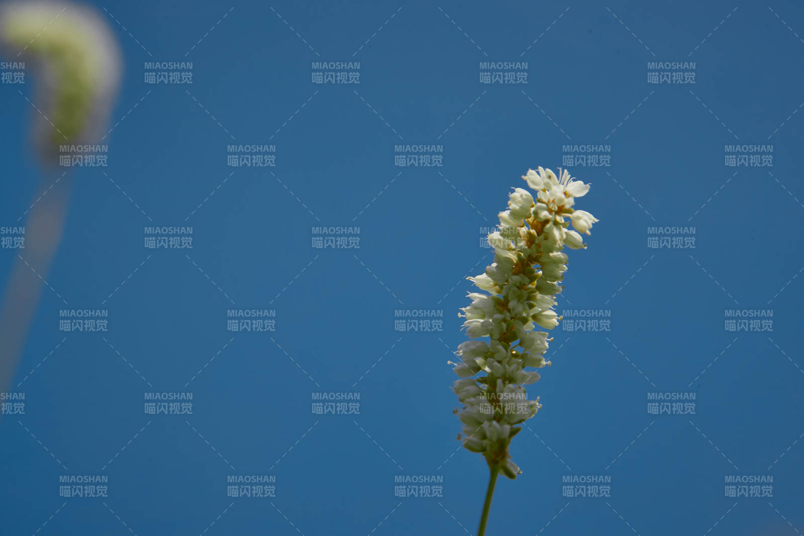 中国河北省张家口沽源县天鹅湖景区湿地花海