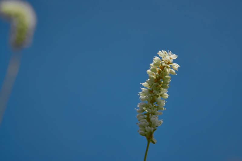 中国河北省张家口沽源县天鹅湖景区湿地花海