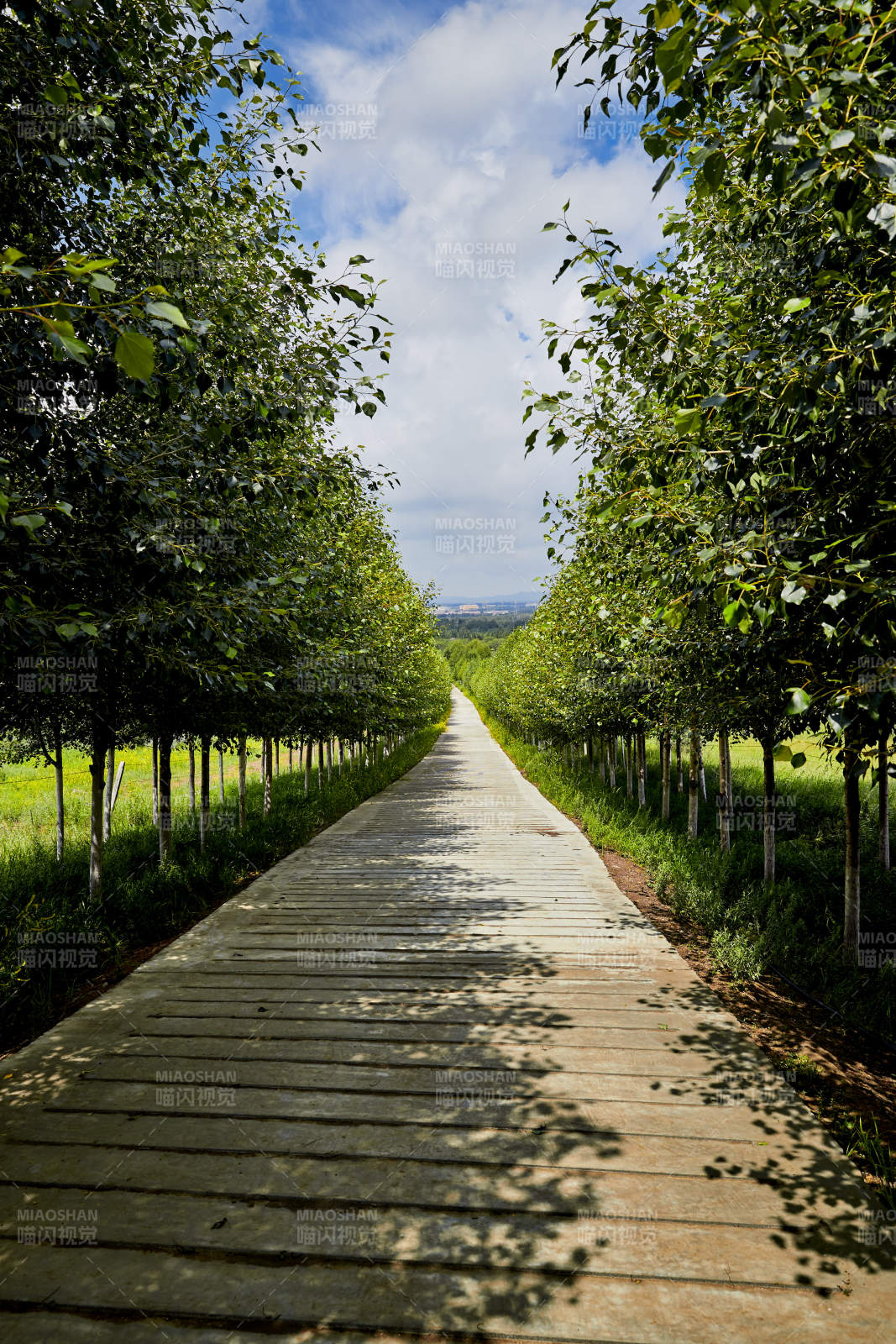 中国河北省张家口地区沽源县天鹅湖景区夏天