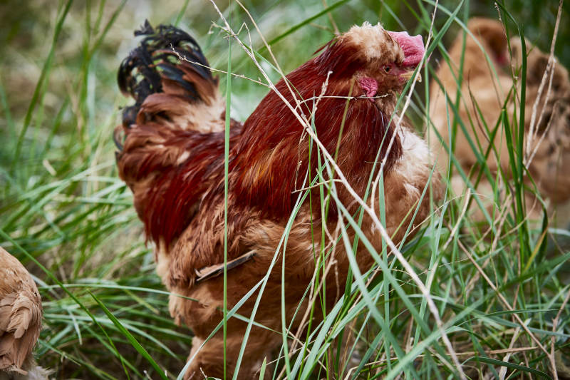 散养状态下散步在草地上的健康北京油鸡