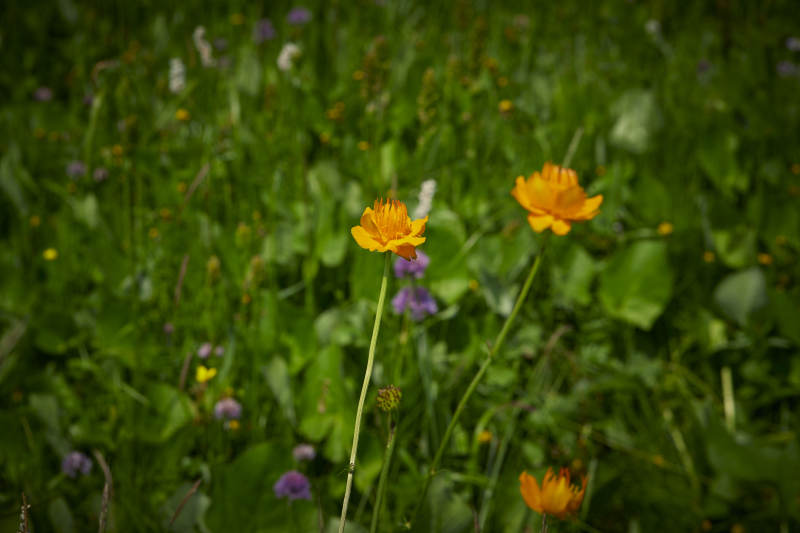 中国河北省张家口沽源县天鹅湖景区湿地金莲花