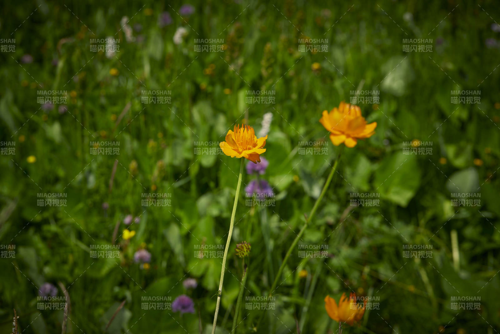 中国河北省张家口沽源县天鹅湖景区湿地金莲花