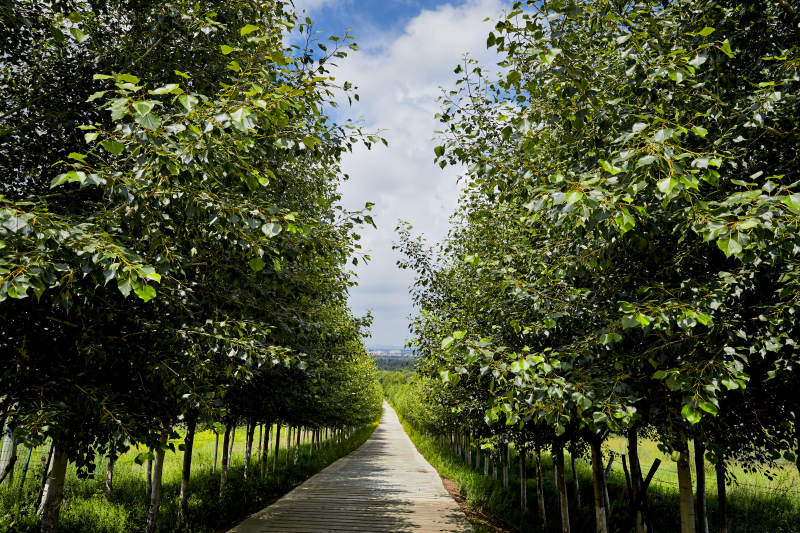 中国河北省张家口地区沽源县天鹅湖景区夏天