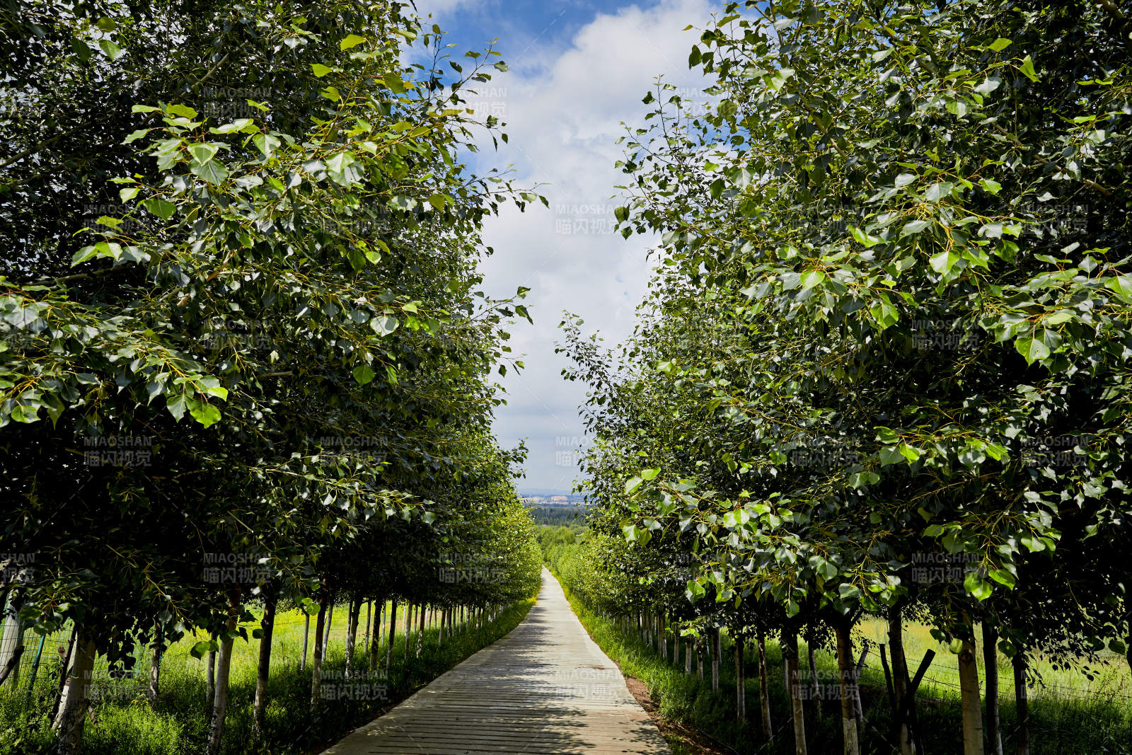 中国河北省张家口地区沽源县天鹅湖景区夏天
