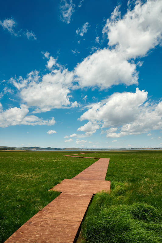 中国河北省张家口沽源县天鹅湖景区湿地花海