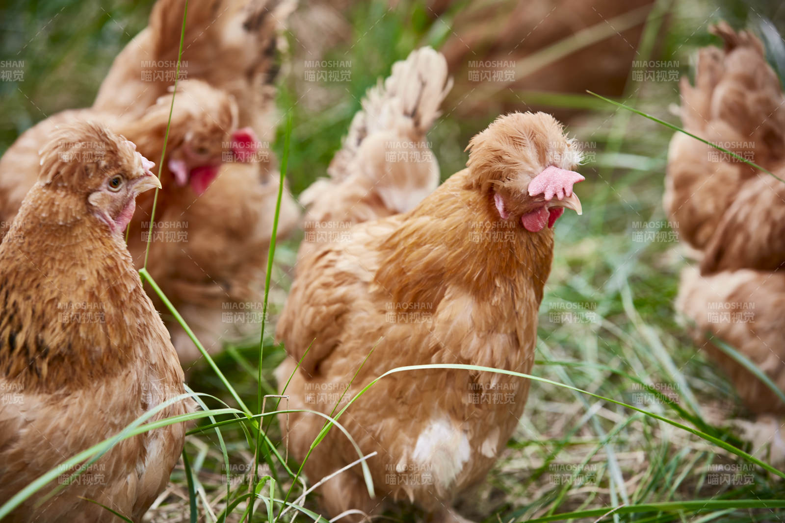 散养状态下散步在草地上的健康北京油鸡