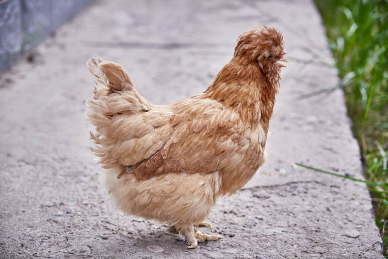 散养状态下散步在草地上的健康北京油鸡