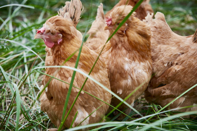 散养状态下散步在草地上的健康北京油鸡
