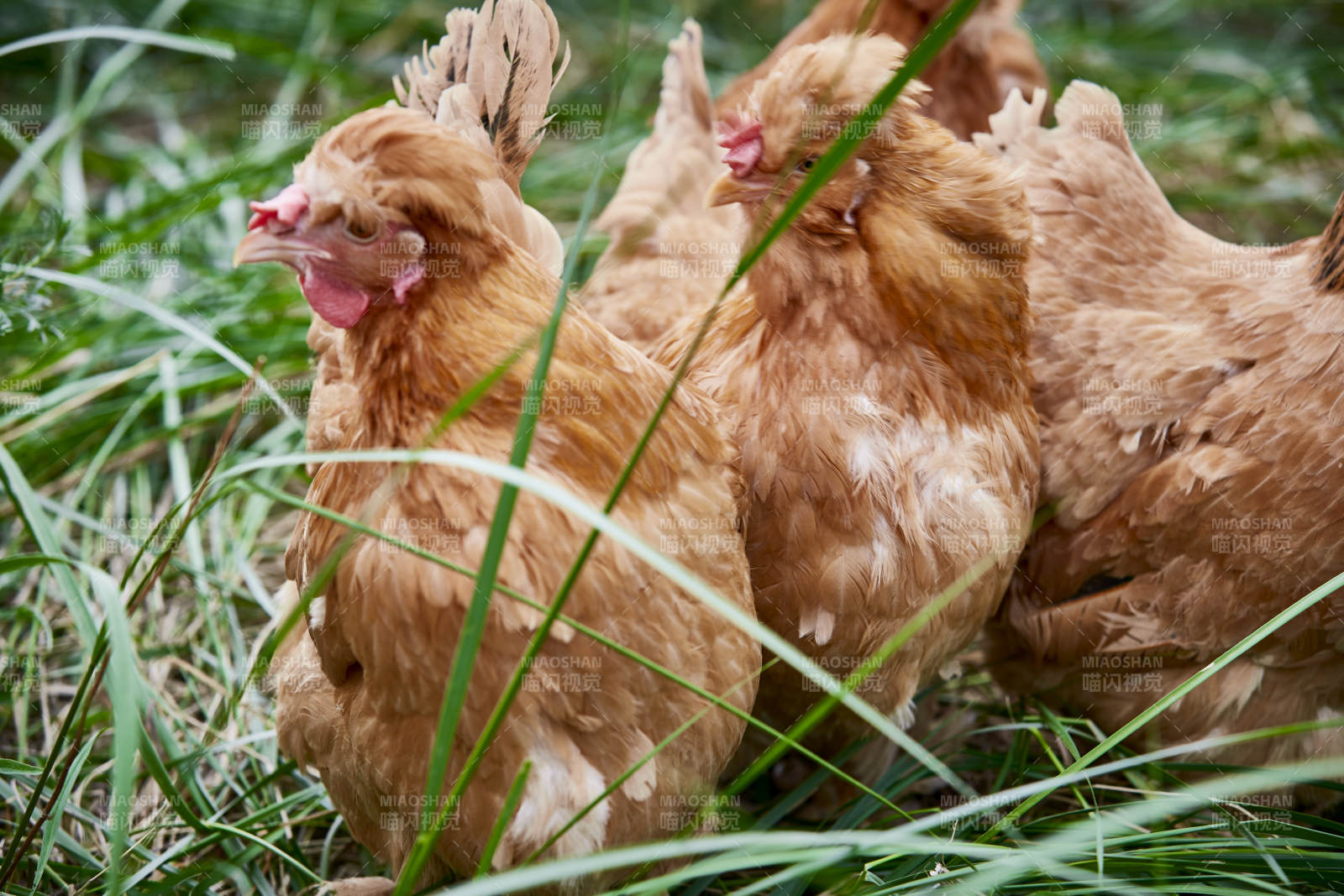 散养状态下散步在草地上的健康北京油鸡