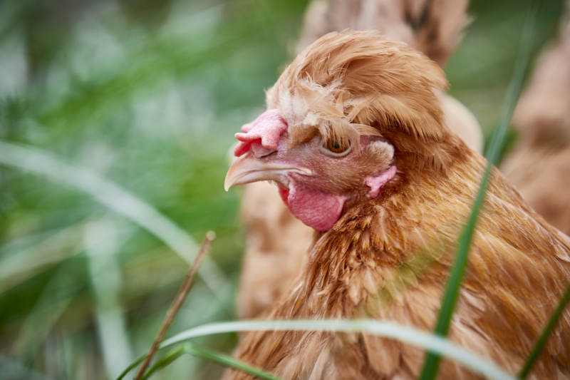 散养状态下散步在草地上的健康北京油鸡