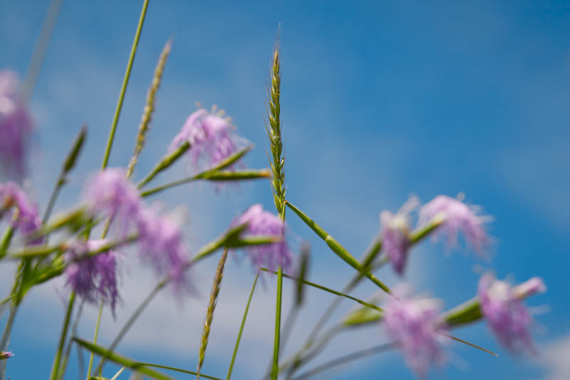 中国河北省张家口沽源县天鹅湖景区湿地花海