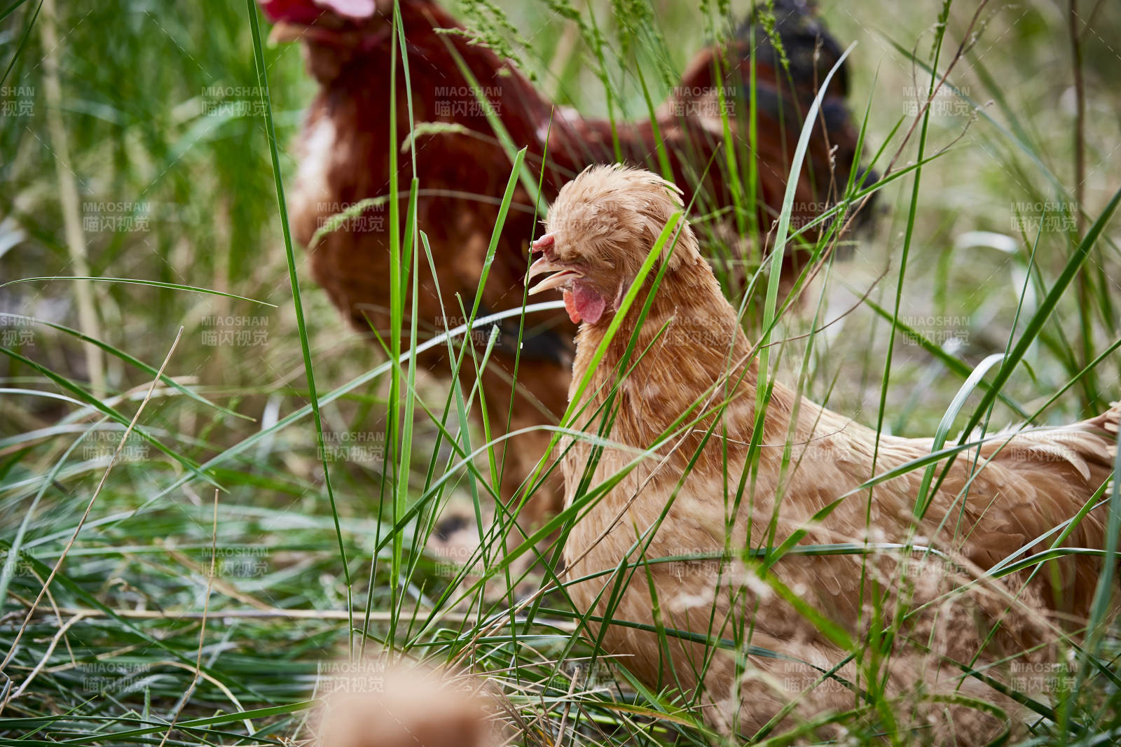 散养状态下散步在草地上的健康北京油鸡
