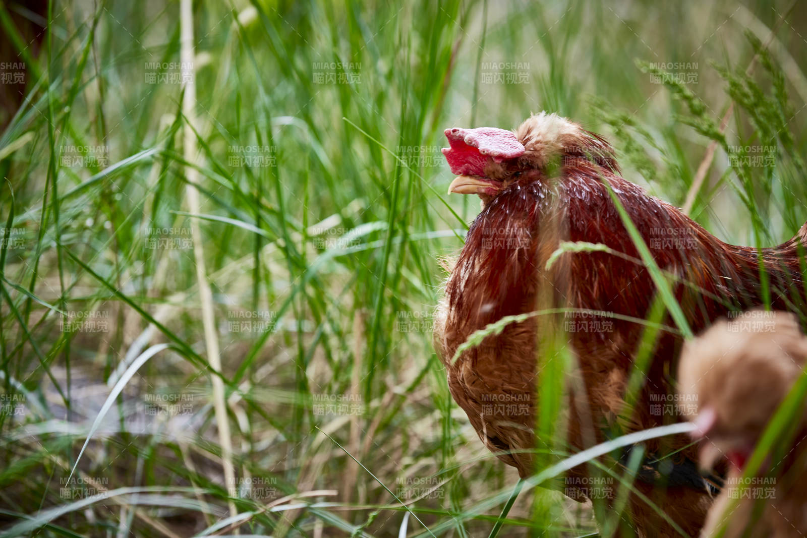 散养状态下散步在草地上的健康北京油鸡