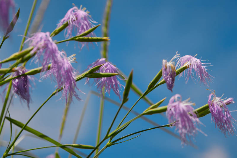 中国河北省张家口沽源县天鹅湖景区湿地花海