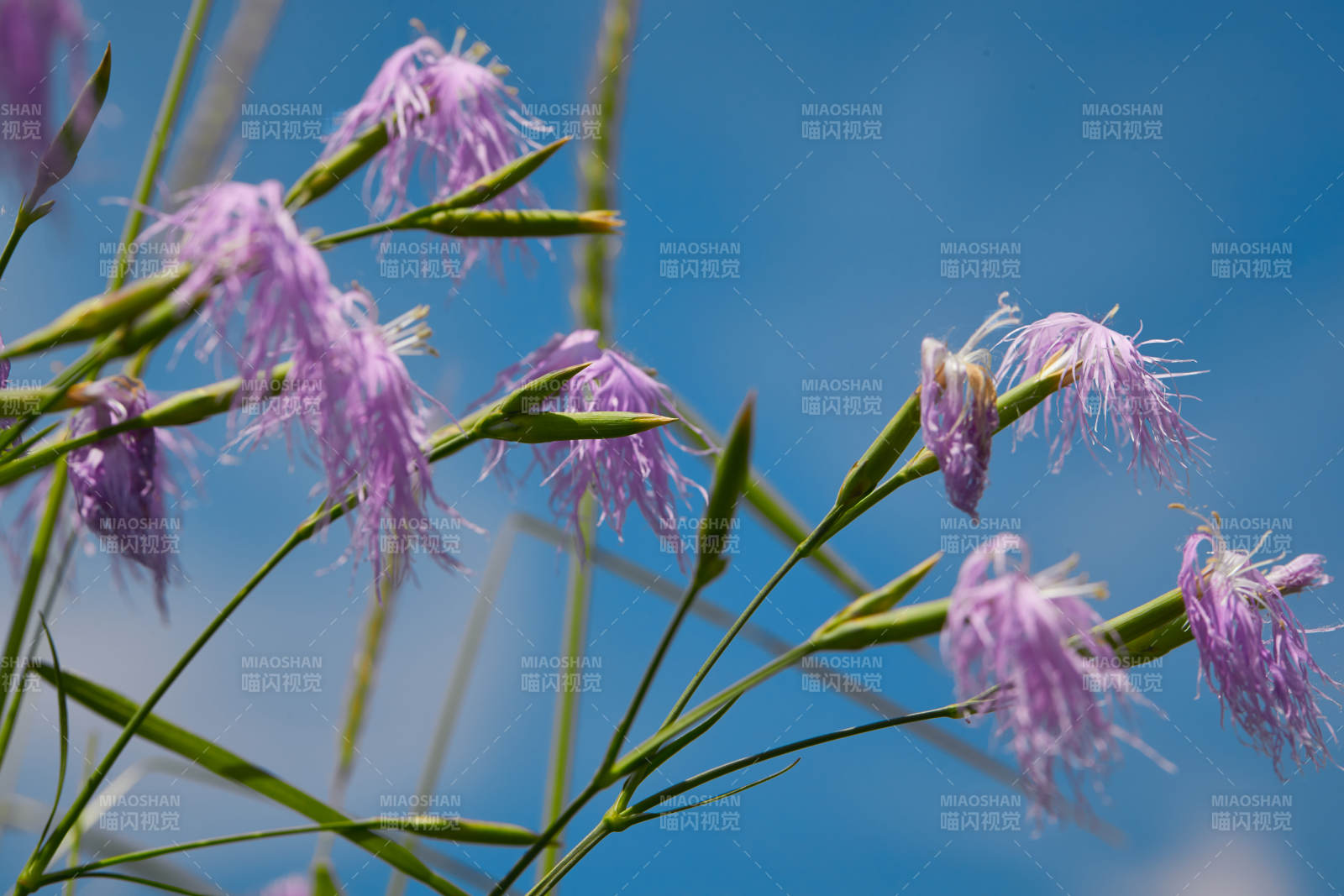 中国河北省张家口沽源县天鹅湖景区湿地花海