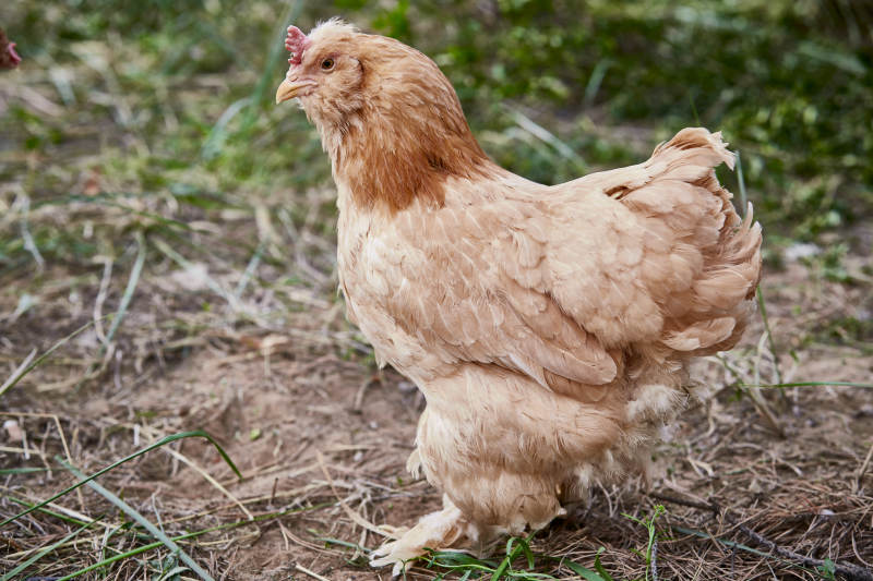 散养状态下散步在草地上的健康北京油鸡