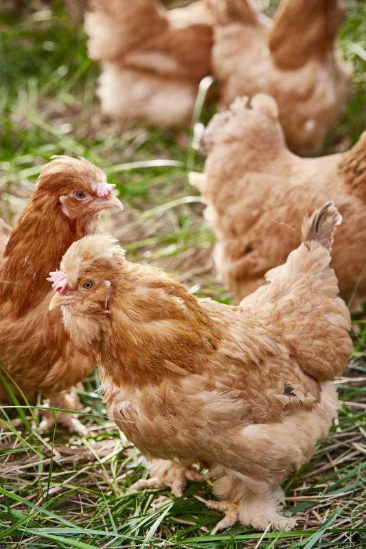 散养状态下散步在草地上的健康北京油鸡