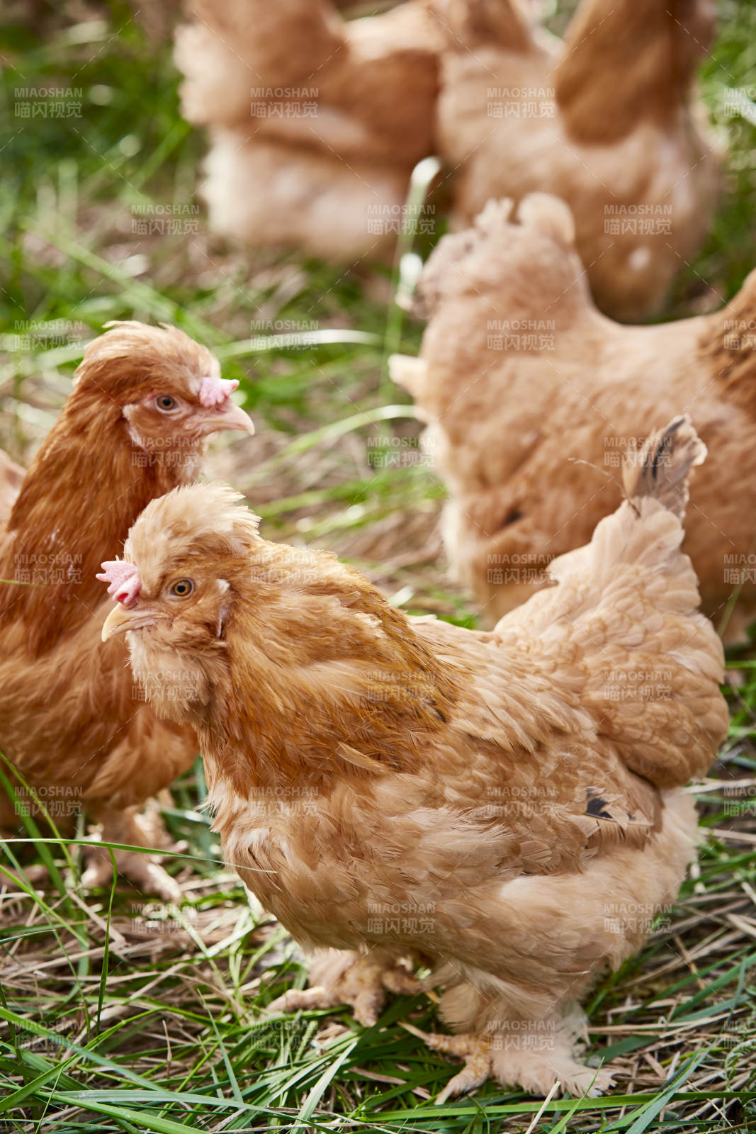 散养状态下散步在草地上的健康北京油鸡