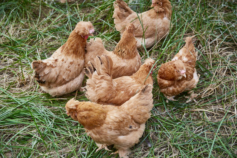 散养状态下散步在草地上的健康北京油鸡