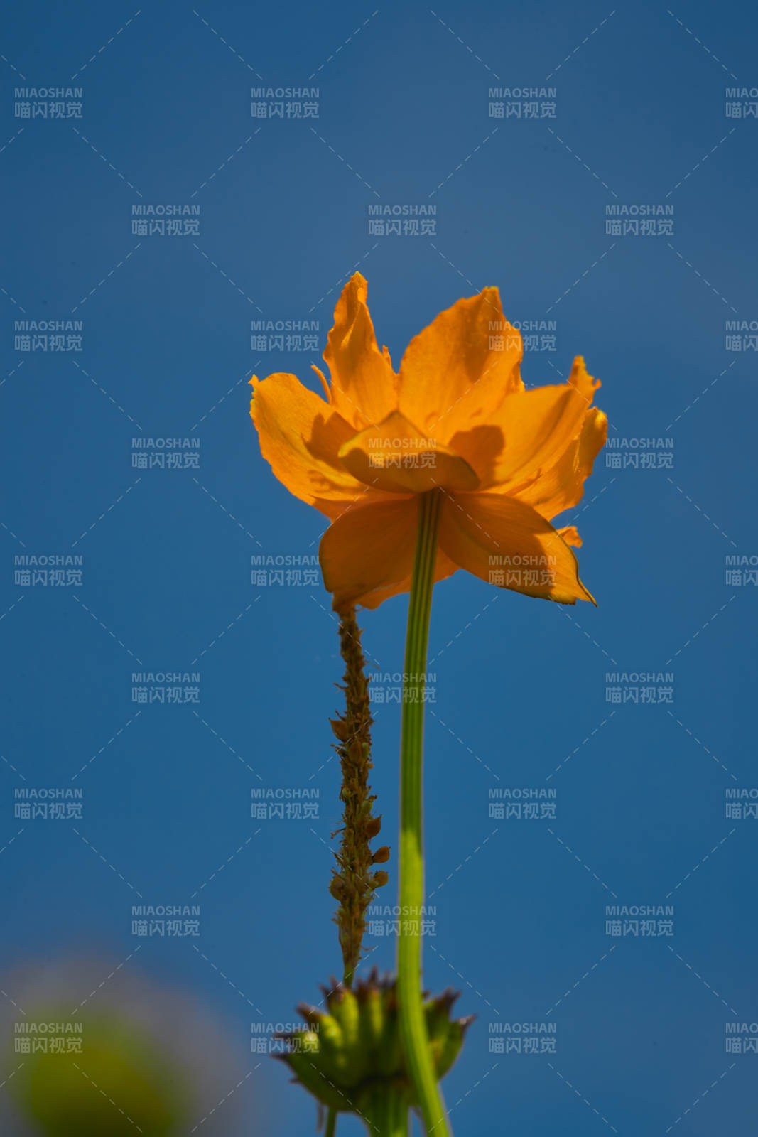 中国河北省张家口沽源县天鹅湖景区湿地金莲花