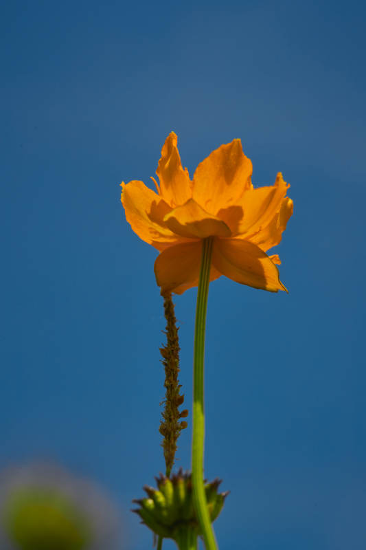 中国河北省张家口沽源县天鹅湖景区湿地金莲花