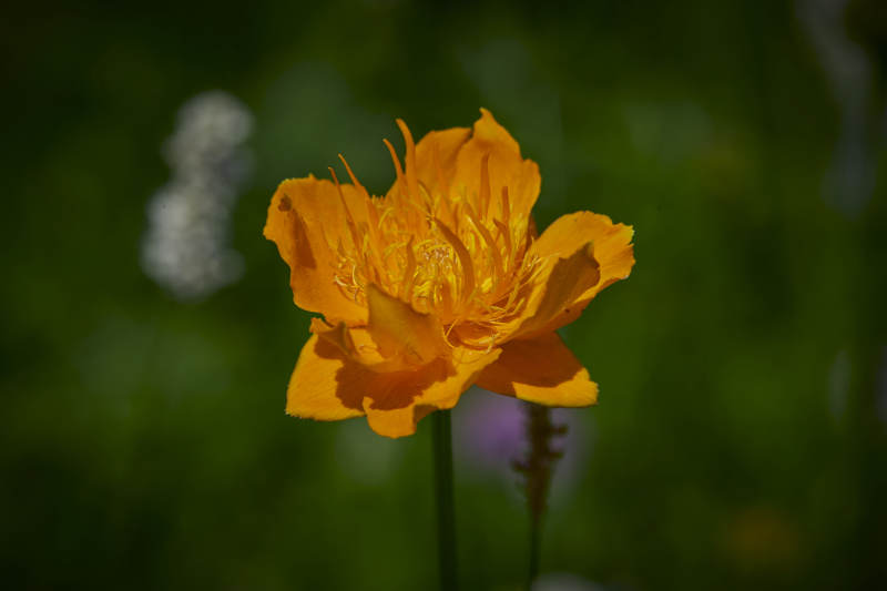 中国河北省张家口沽源县天鹅湖景区湿地金莲花