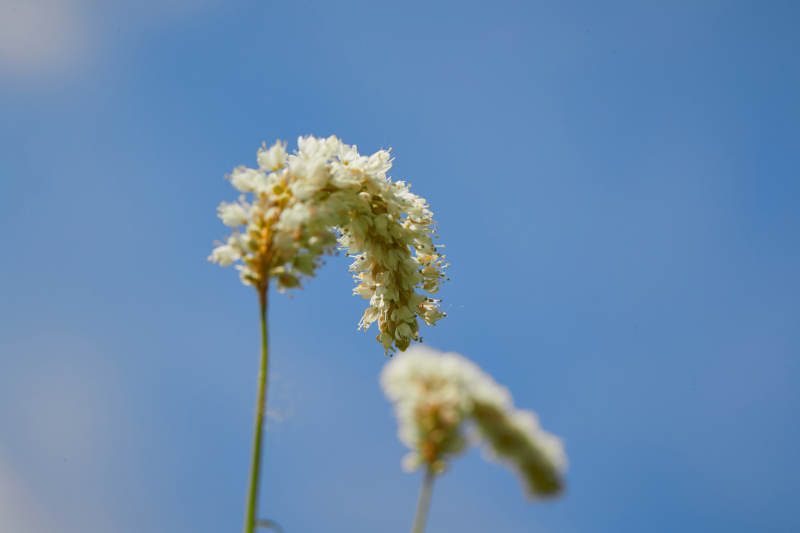 中国河北省张家口沽源县天鹅湖景区湿地花海
