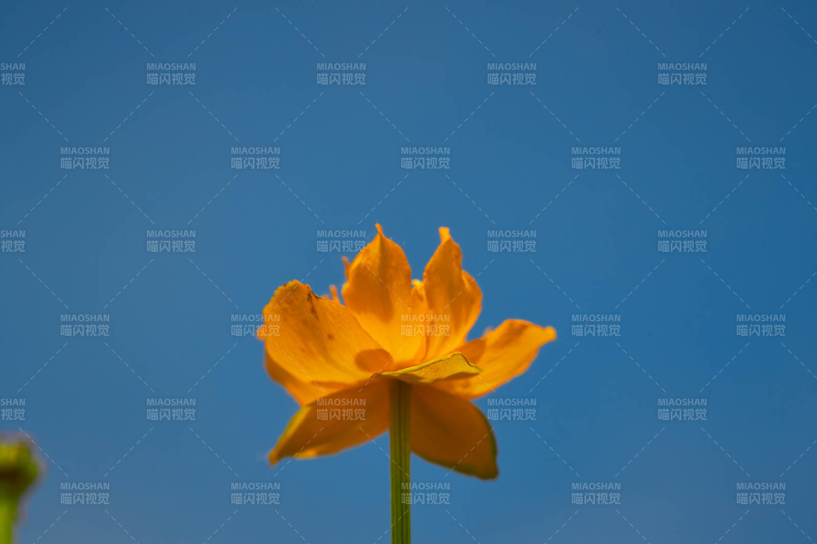 中國河北省張家口沽源縣天鵝湖景區濕地金蓮花