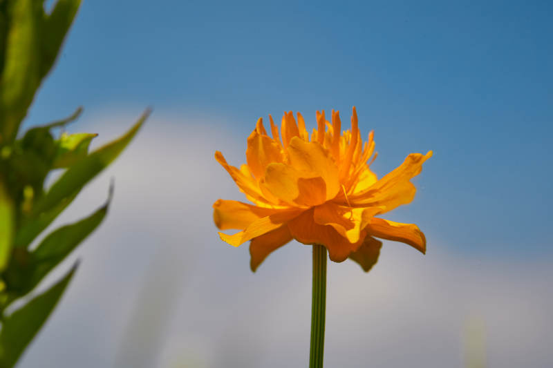 中国河北省张家口沽源县天鹅湖景区湿地金莲花