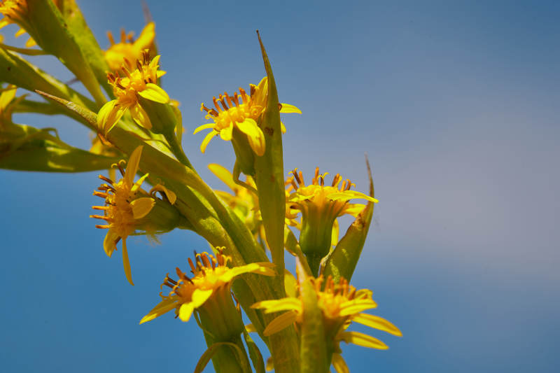 中国河北省张家口沽源县天鹅湖景区湿地花海