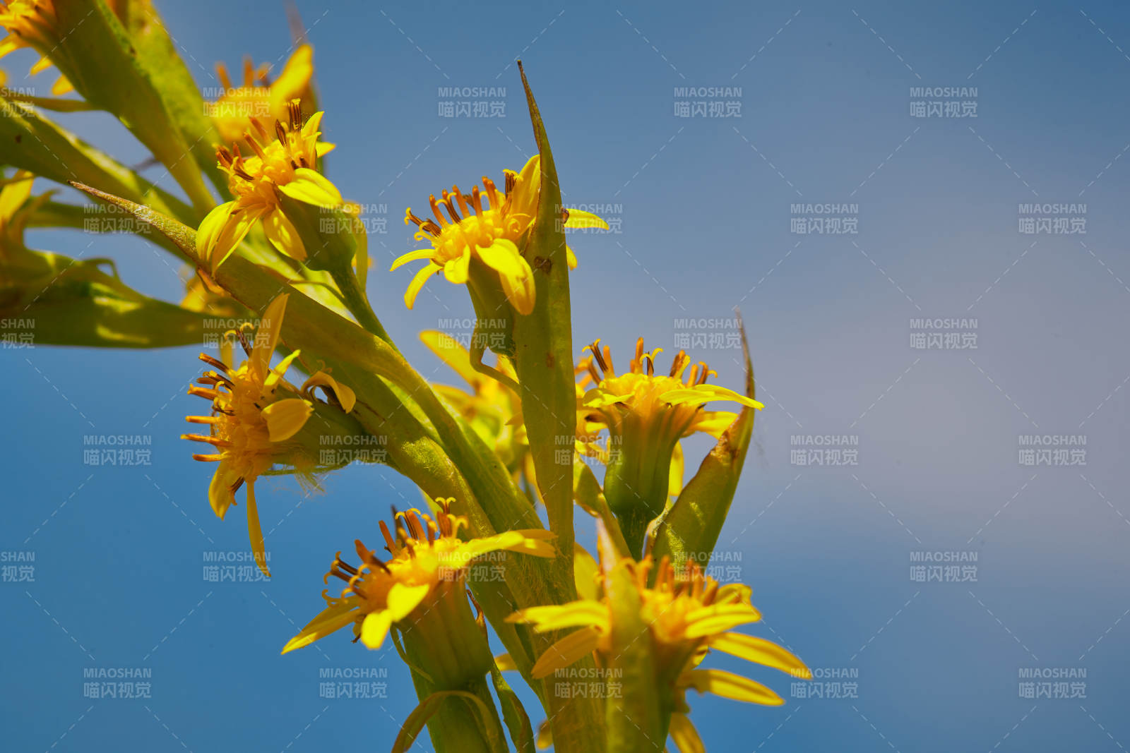 中国河北省张家口沽源县天鹅湖景区湿地花海