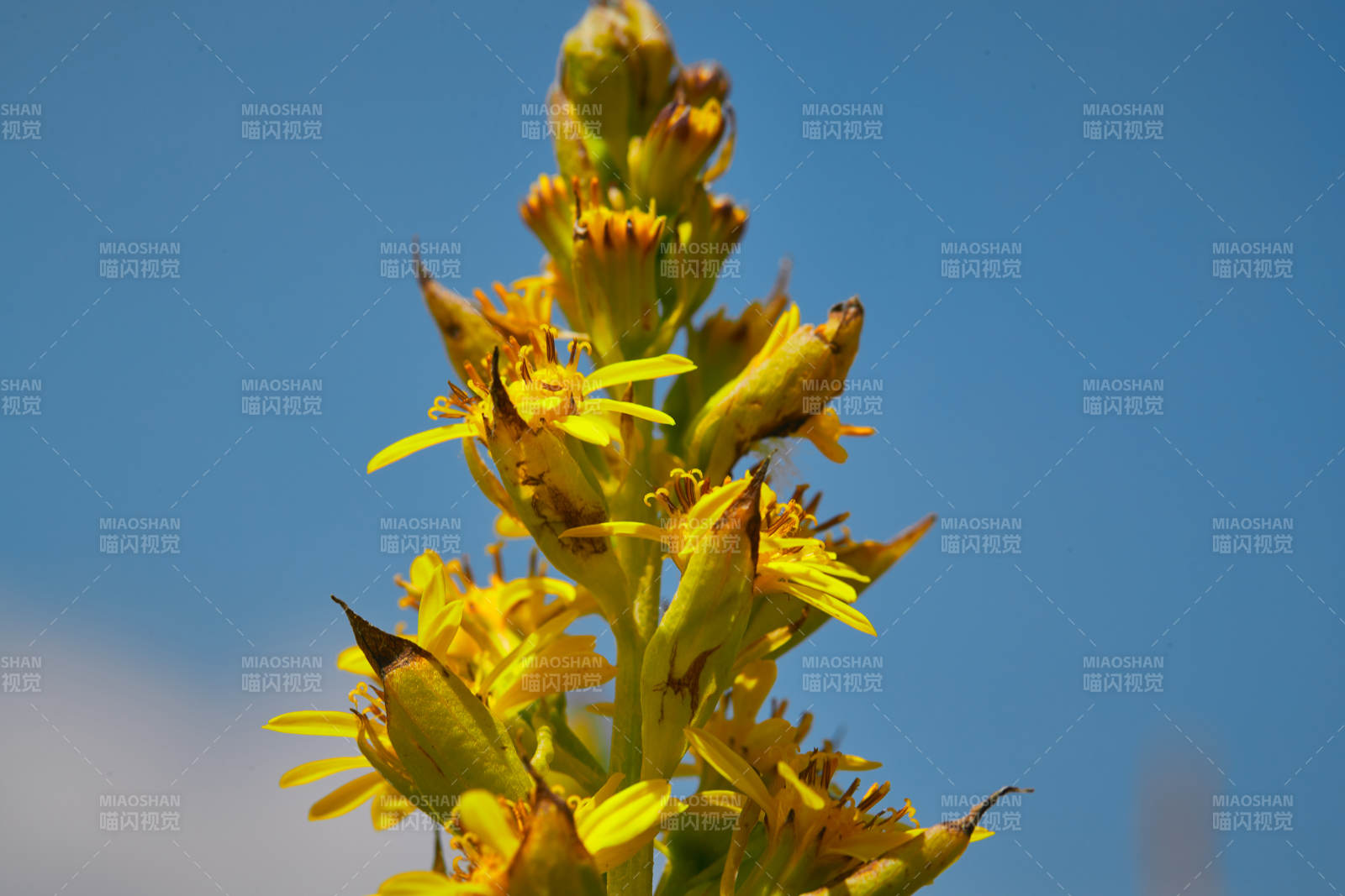 中国河北省张家口沽源县天鹅湖景区湿地花海