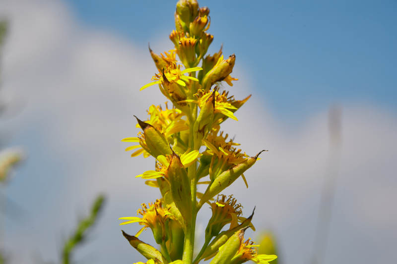 中国河北省张家口沽源县天鹅湖景区湿地花海