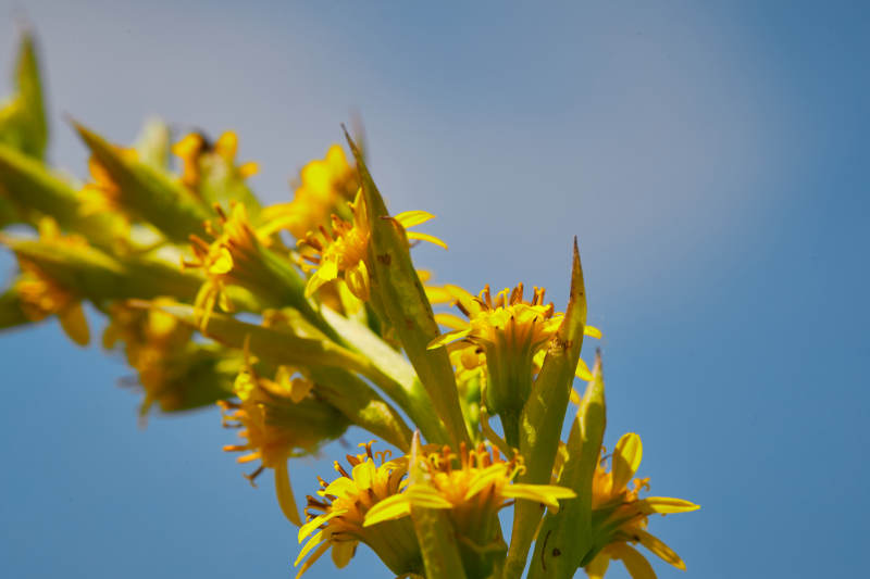 中国河北省张家口沽源县天鹅湖景区湿地花海