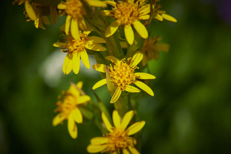 中国河北省张家口沽源县天鹅湖景区湿地花海