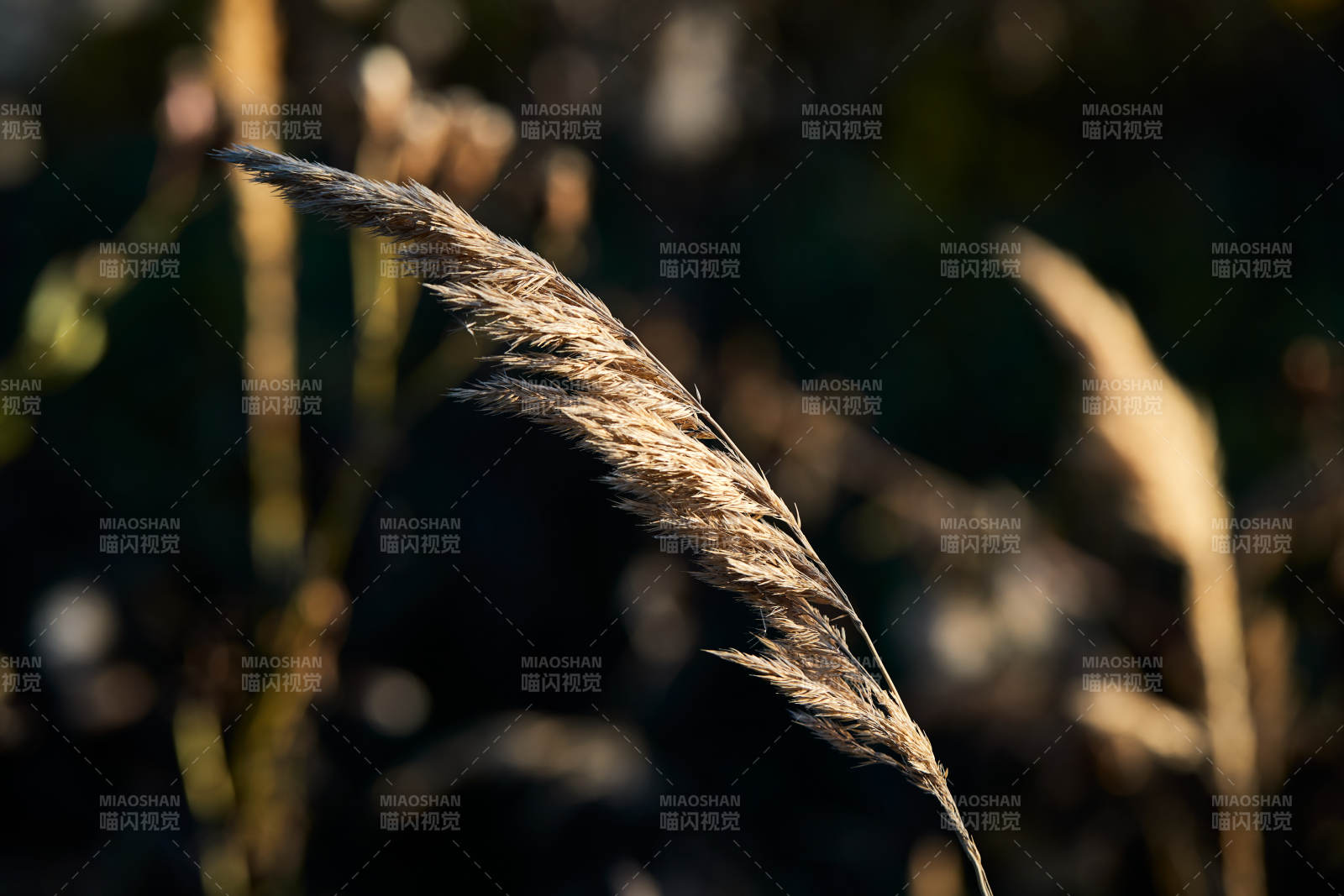 夕阳下随风飘动的枯黄芦苇草