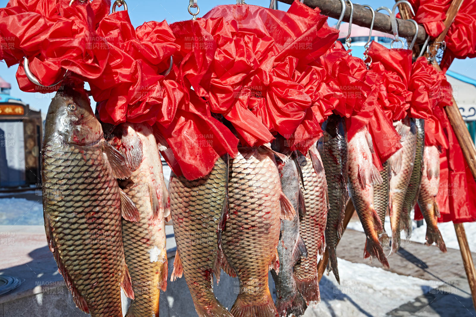 冬捕湖鱼挂在广场上