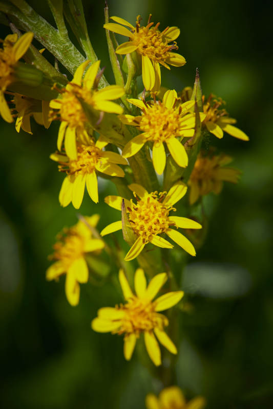 中国河北省张家口沽源县天鹅湖景区湿地花海