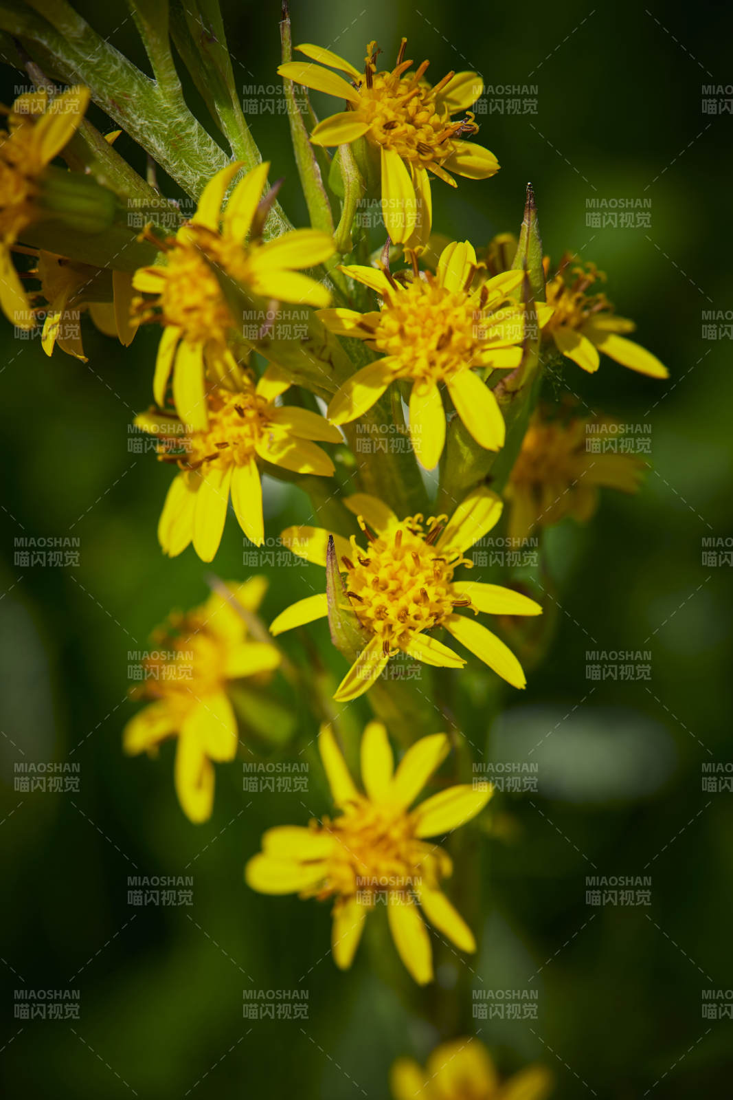 中国河北省张家口沽源县天鹅湖景区湿地花海