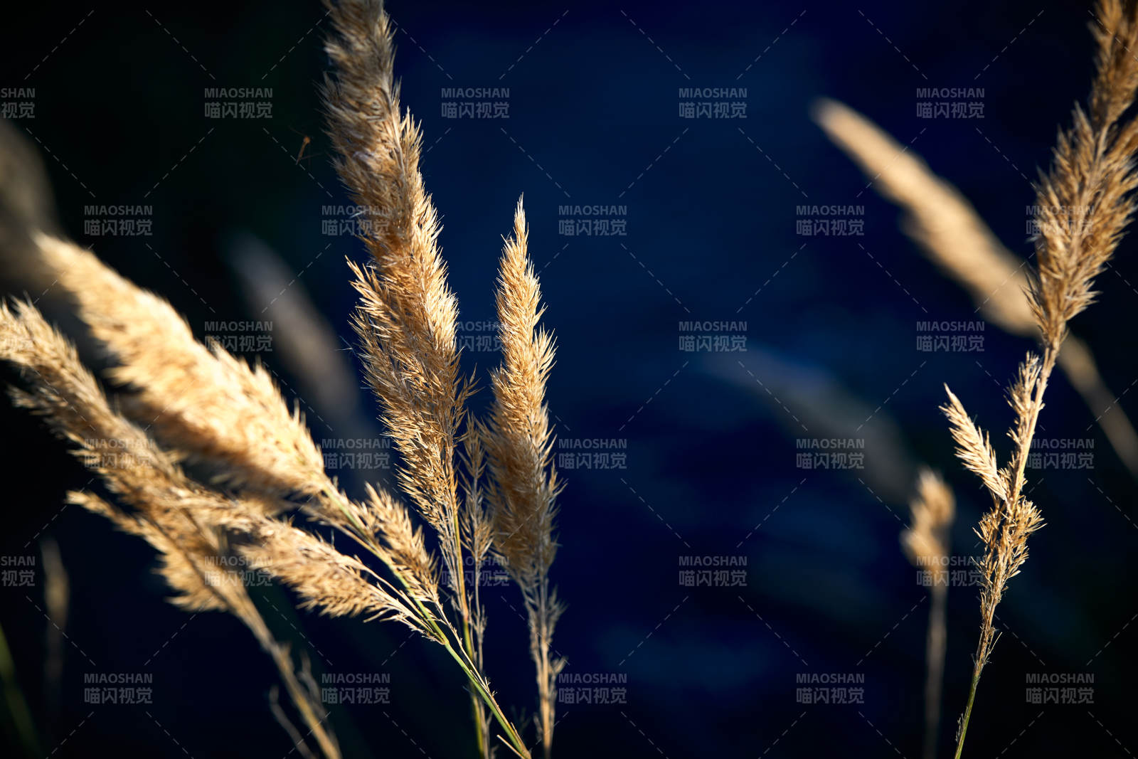 夕阳下随风飘动的枯黄芦苇草