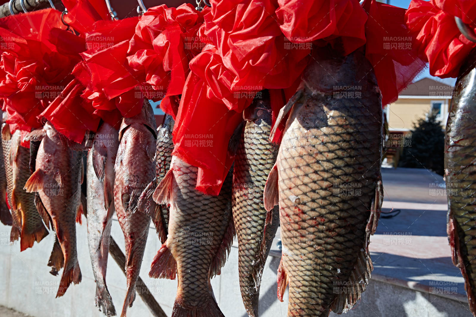 冬捕湖鱼挂在广场上