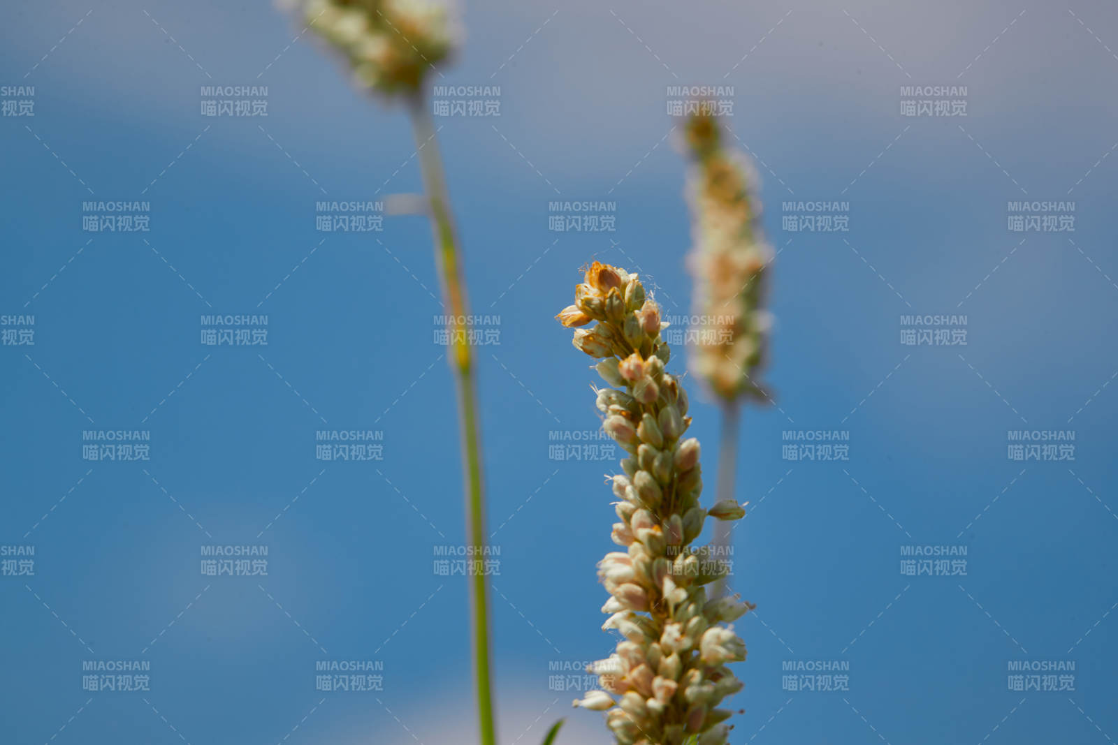 中国河北省张家口沽源县天鹅湖景区湿地花海