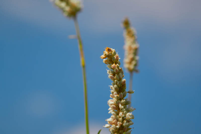 中国河北省张家口沽源县天鹅湖景区湿地花海