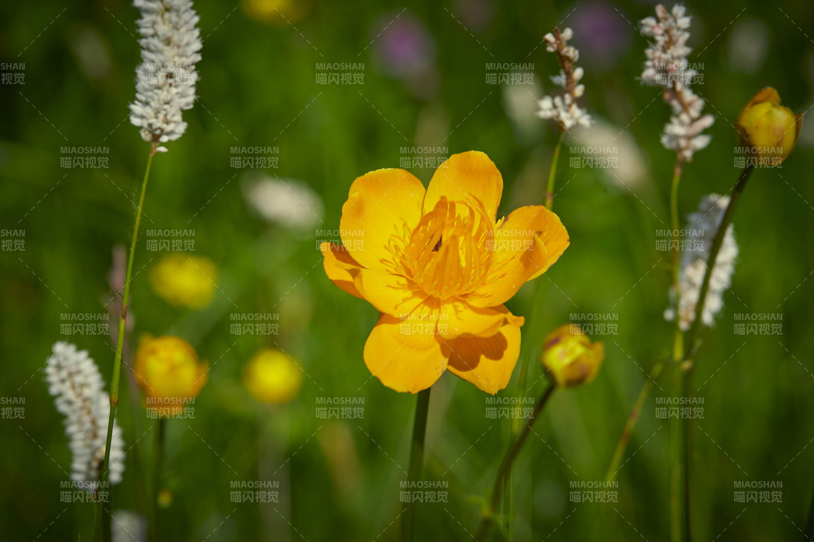 中國河北省張家口沽源縣天鵝湖景區(qū)濕地金蓮花